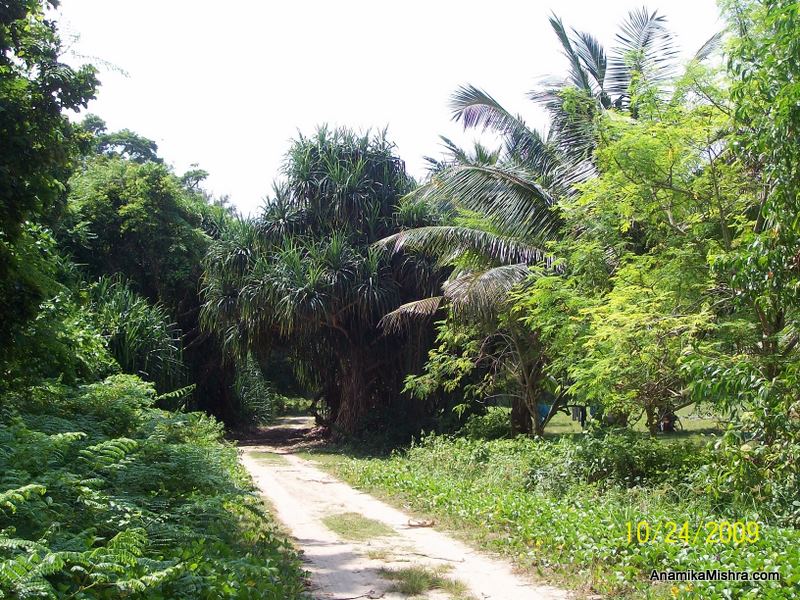 Serene And Beautiful Neil Island, Andaman & Nicobar Islands