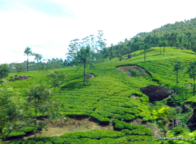 Best Places To Visit In Munnar, Kerala + Photos From My Tour