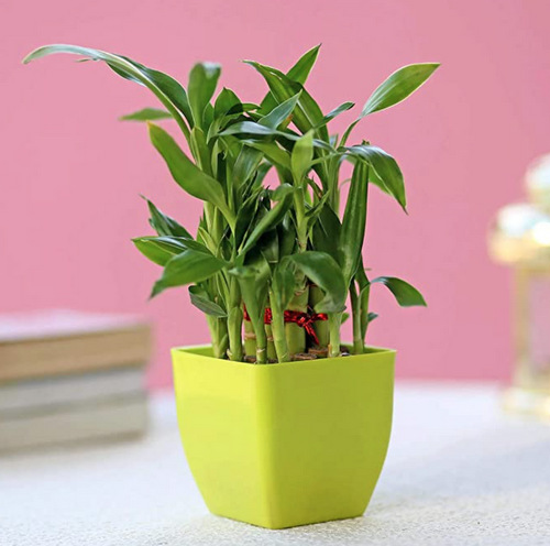 Lucky Bamboo Plant Benefits, it's Meaning & Care Tips