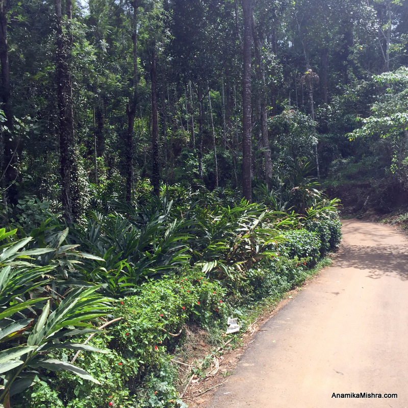 5 Best Things To Do In Thekkady + Photos From My Tour