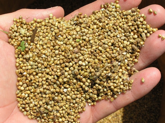 Amazing Benefits of Millets (Bajra):