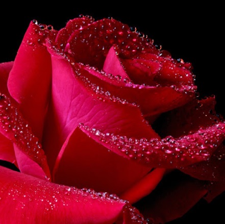 Rose Flower Meanings Based On Color + 15+ Beautiful Rose Photos