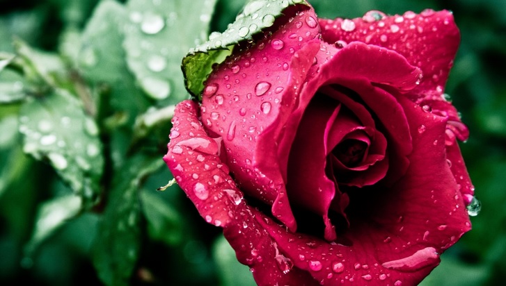 Rose Flower Meanings Based On Color + 15+ Beautiful Rose Photos