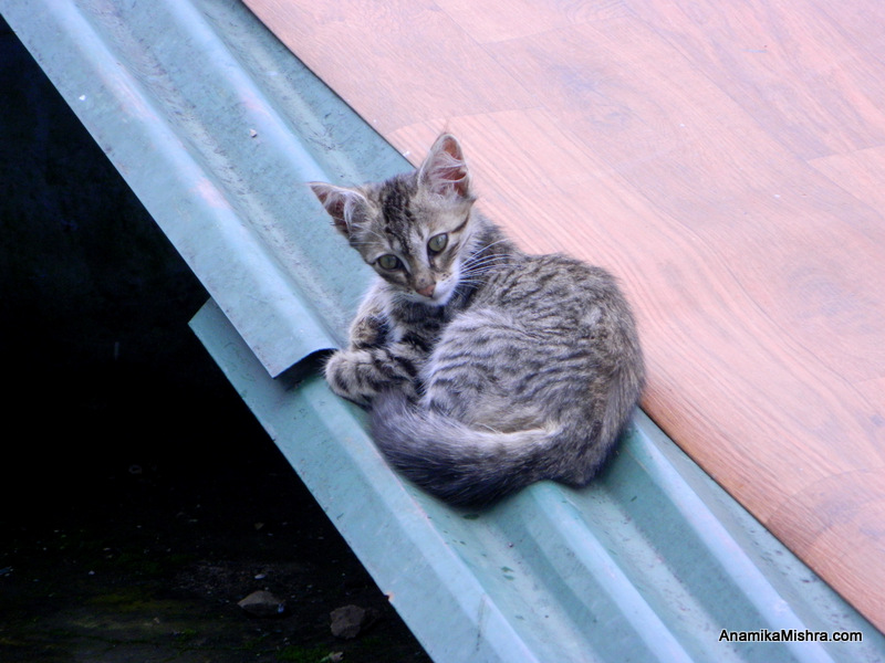 A Cat In My Hotel's Compound - PhotoBlog - Cat Photography