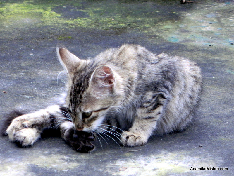 A Cat In My Hotel's Compound - PhotoBlog - Cat Photography