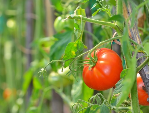  Plants You Must Have In Your Balcony