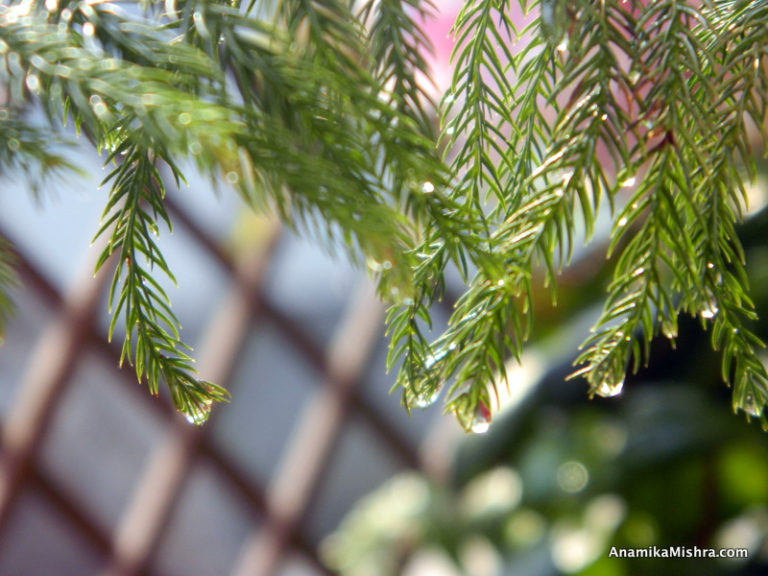 Feeling Happy on a Rainy Day - Beautiful Rain Photos