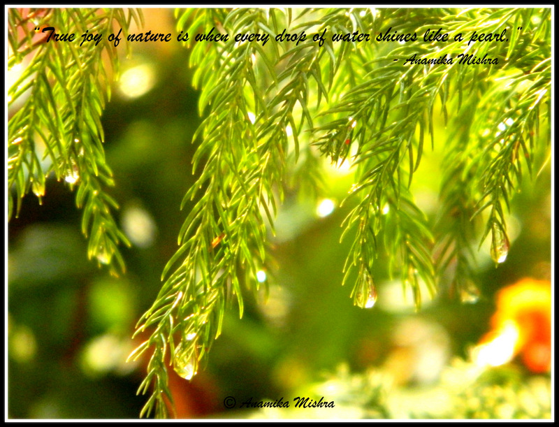 Feeling Happy on a Rainy Day - Beautiful Raindrops Photo