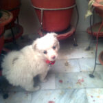 Little Puppy Chiki