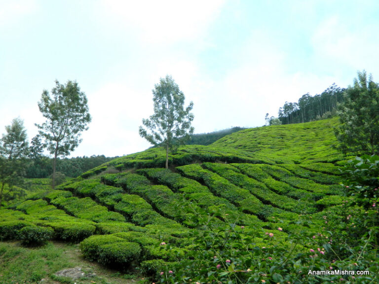 Best Places To Visit In Munnar, Kerala + Photos From My Tour