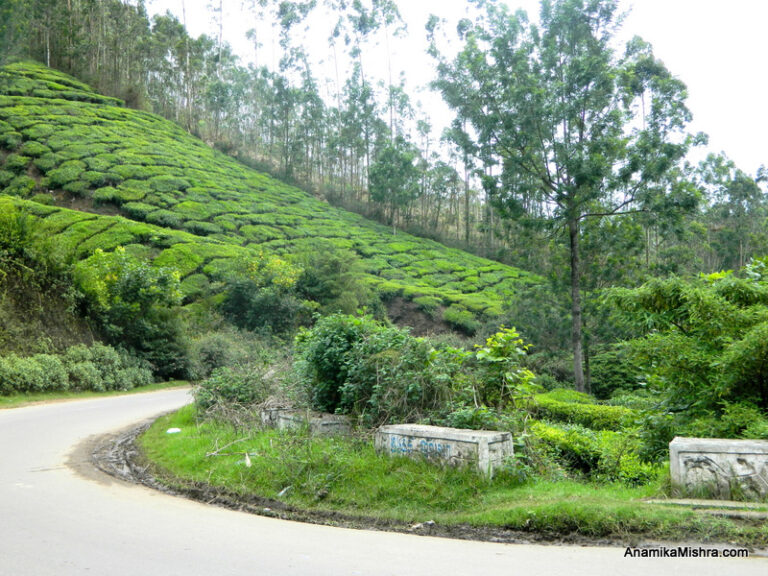 Best Places To Visit In Munnar, Kerala + Photos From My Tour