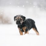 How to Care for your Dog in Winters?