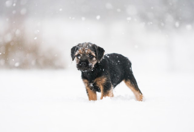 How to Care for your Dog in Winters?