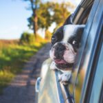 8 Important Tips on Taking Road Trips with Your Dog