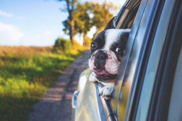 8 Important Tips on Taking Road Trips with Your Dog