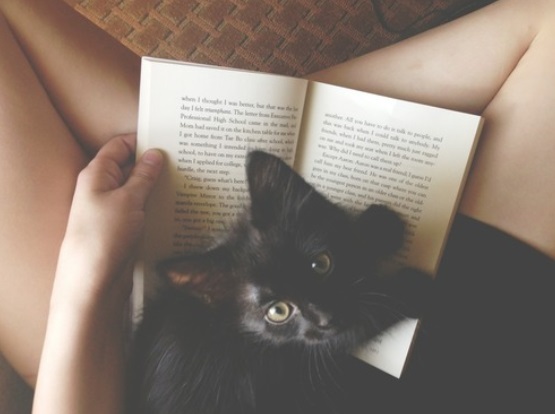 This Guide To Adopting A Pet In All What You Need