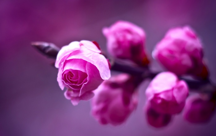 Rose Flower Meanings Based On Color + 15+ Beautiful Rose Photos