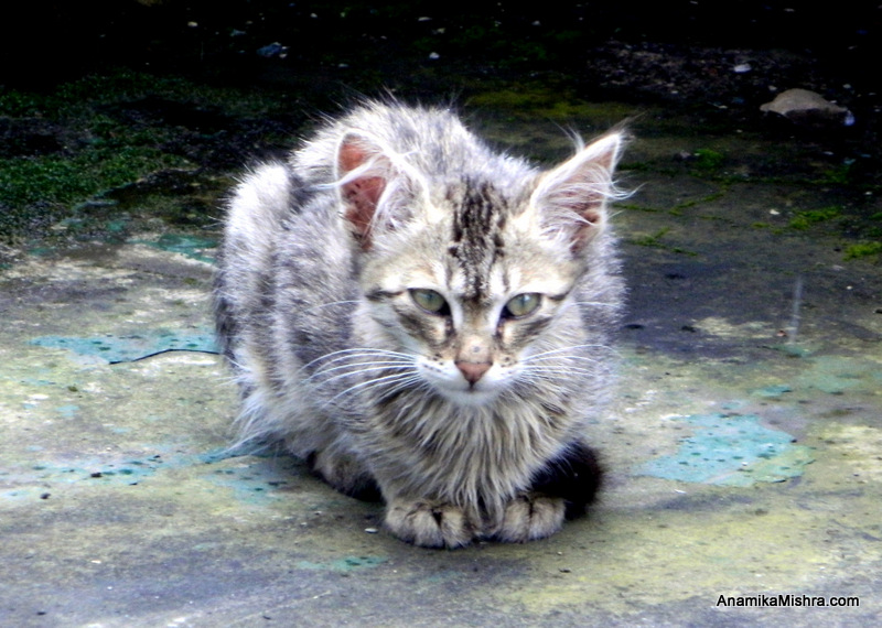 A Cat In My Hotel's Compound - PhotoBlog - Cat Photography