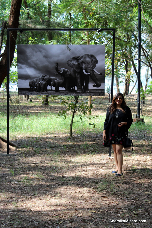 Serendipity Arts Festival, Goa