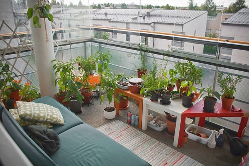 Which Kind Of Plants You Must Have In Your Balcony?