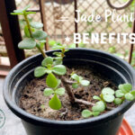Jade Plant Benefits - Spiritual & Scientific