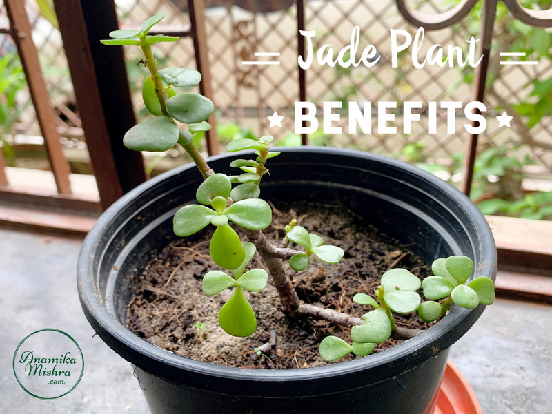 Jade Plant Benefits - Spiritual & Scientific