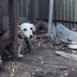 Tips to care for animals on Diwali: