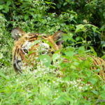 9 Best Tiger Reserves in India to Experience the Best of Wildlife