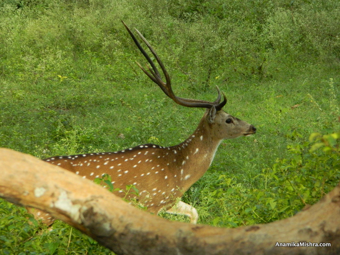 9 Best Tiger Reserves in India to Experience the Best of Wildlife 