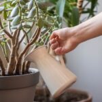 How to Care for Jade Plants?