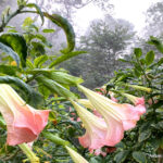 Why Do We Celebrate Earth Day? History & Significance