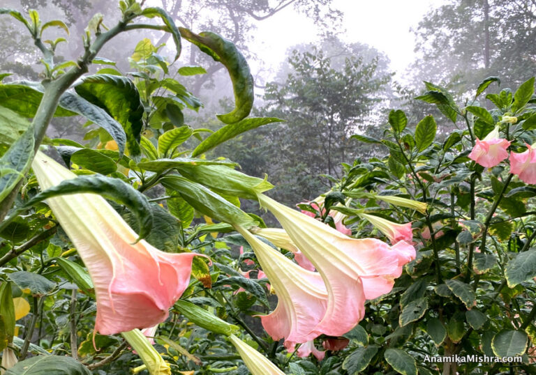 Why Do We Celebrate Earth Day? History & Significance