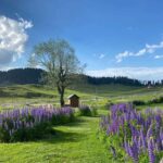 Jammu & Kashmir - GULMARG