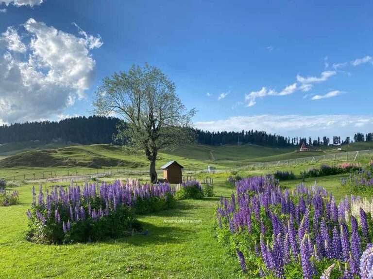 Jammu & Kashmir - GULMARG