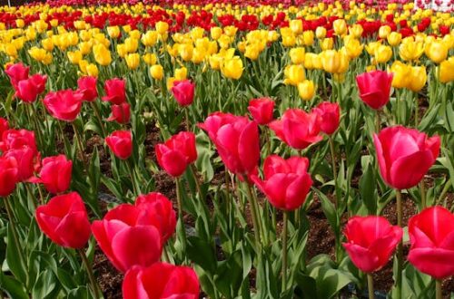 Best Time to Visit Kashmir to Experience a True Floral paradise