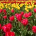 Best Time to Visit Kashmir to Experience a True Floral paradise