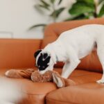 Home Decor Tips for Dog Lovers
